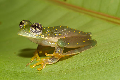 Cochranella albomaculata